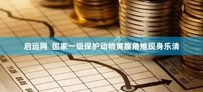 启远网  国家一级保护动物黄腹角雉现身乐清