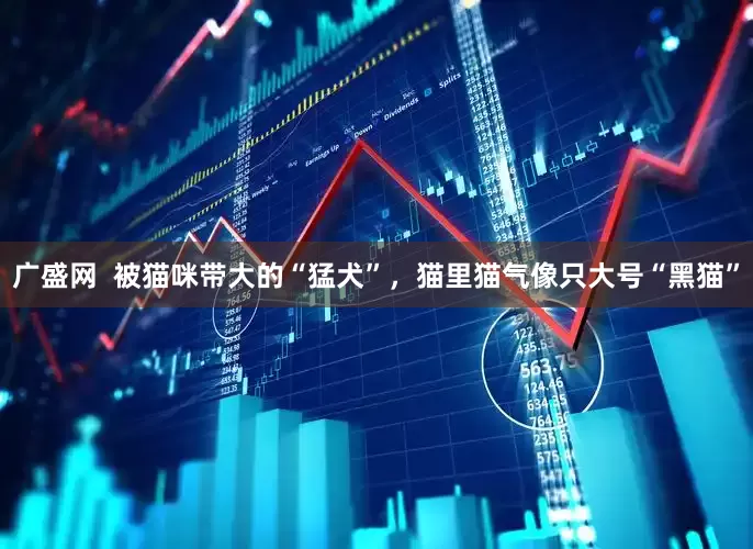 广盛网  被猫咪带大的“猛犬”，猫里猫气像只大号“黑猫”